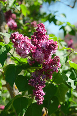 Branch of lilac flowers with the leaves