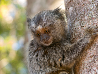 Young Marmoset
