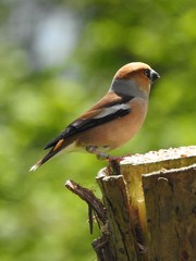 Beautiful hawfinch sitting on a tree trunk