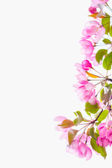 Fototapeta premium Blooming apple tree