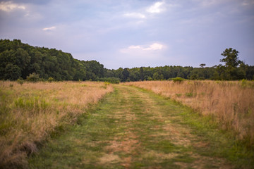 Fototapeta premium Tall grass on either side in golden light.