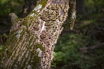 Fungus grows on the bark of a dead tree.