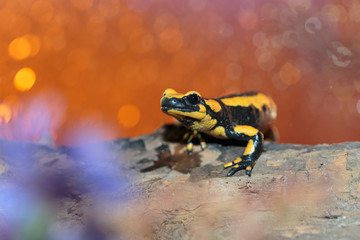 Salamander010