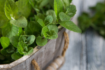 Fresh mint leaves herb. selective focus, copy space