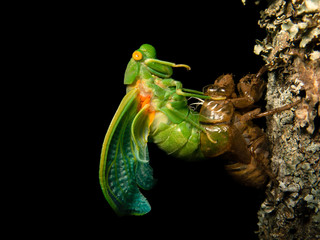 Molting Cicada