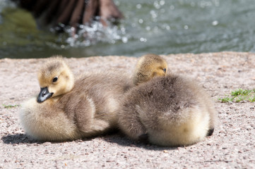 baby bird ducklings on the bank of the river