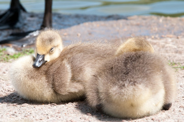 baby bird ducklings on the bank of the river