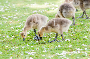 Baby birds feeding in the summer meadow eating grass