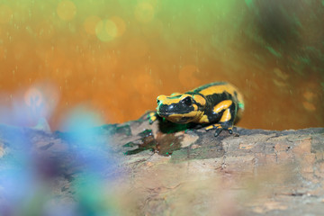 Salamander012