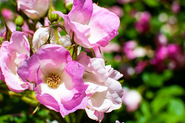 Pink rose in the garden