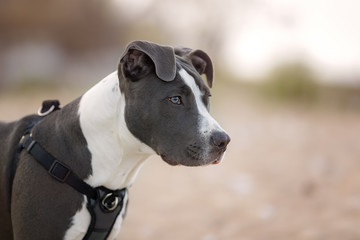 American Pitbull Terrier