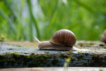Snail moving on a stone