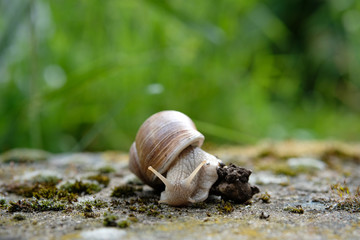 Snail moving on a stone