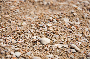 Seashells background
