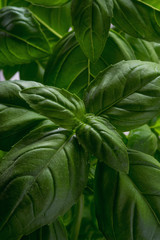 Spring of basil