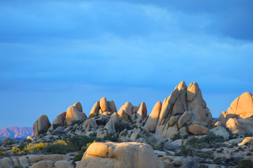 Joshua Tree
