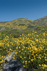Hillside Covered by California Brittlebush