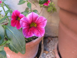 Petunia