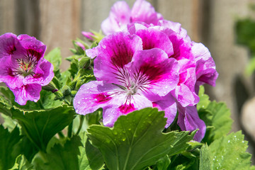 Geranium