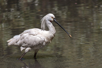 Eurasian spoonbill - Platalea leucorodia