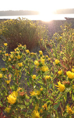 sunset in the flowers