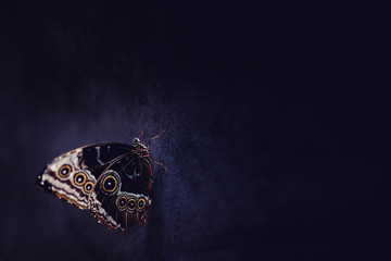 Big tropical butterfly owl or peacock eye on a dark abstract background. Concept exhibition of...