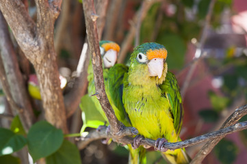 Two Parakeets in a Tree