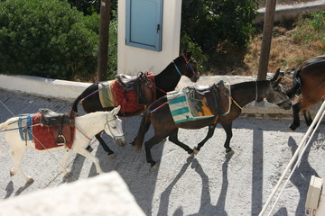 follow the leader ..donkeys in Santorini