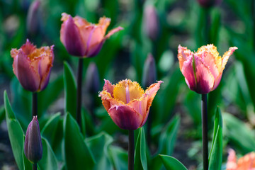 Multicolor tulips in the spring garden. Springtime flowering.