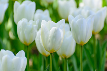 White tulips in the spring garden. Springtime flowering.