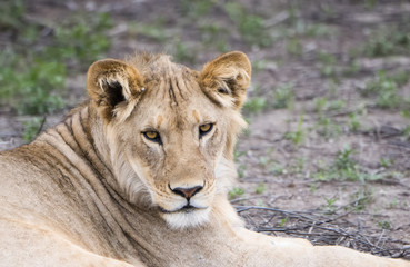 Fototapeta na wymiar Male Lion with Scars on Face Resting in the Bush in Northern Tanzania