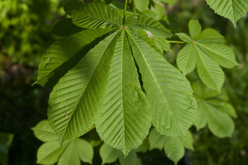 marronnier feuille