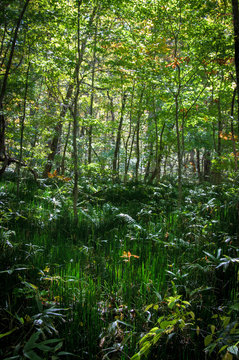Idyllic nature of Oirase Gorge, Aomori, Japan