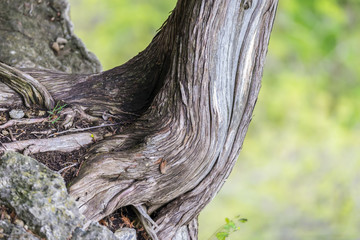 Closeup of old cedar tree trunk twisting and leaning away from the side of cliff