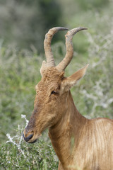 Fototapeta premium Red Hartebeest portret, Addo Elephant National Park
