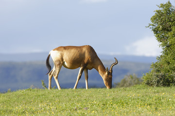 Red Hartebeest grazing, Addo Elephant National Park