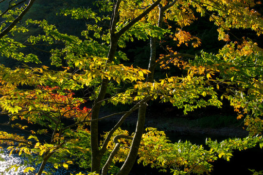 Colorful Autumn Leaves, Oirase Gorge, Aomori, Japan