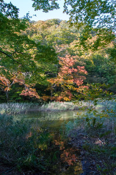 Idyllic nature of Oirase Gorge on a sunny day in fall, Aomori, Japan