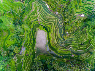 Ubud dron pole ryżowe indonezja