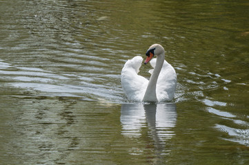 cisne en el agua