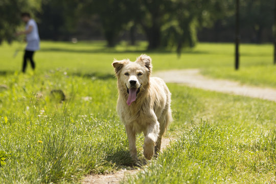 Happy Long Hair Dog Running Toward Camera, Park Scene