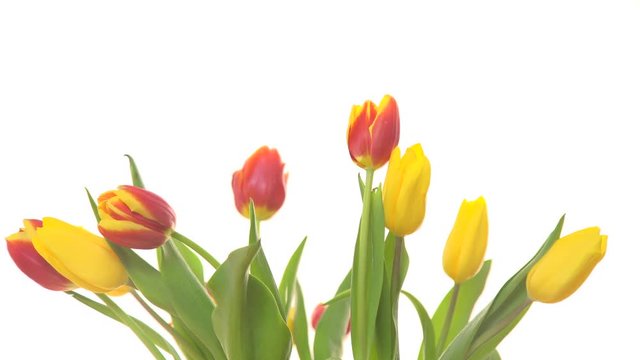 Bunch of tulips flowers with wind air blowing on white background 4K ProRes HQ codec