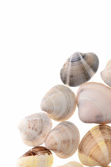 Sea concept. shells isolated on white