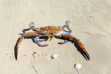 Crab on the sandy shore