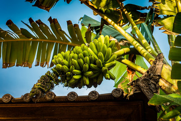 banan uprawa azja - obrazy, fototapety, plakaty