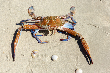 Crab on the sandy shore