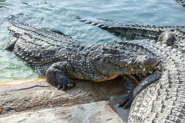 Crocodiles rest on the shore of the reservoir