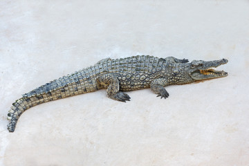 Crocodiles rest on the shore of the reservoir