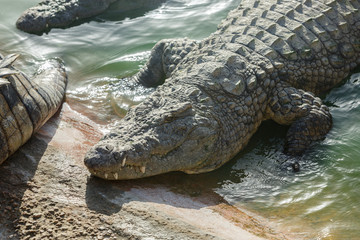 Fototapeta premium Crocodiles rest on the shore of the reservoir