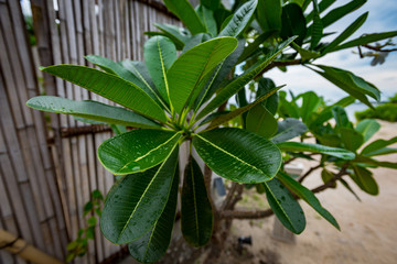 naturalny Eukaliptus krople © BlackMediaHouse
